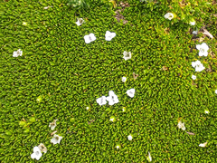 Arenaria dicranoides