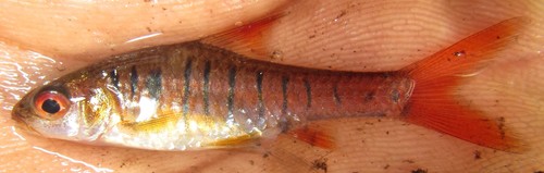 Enteromius fasciolatus