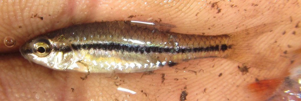 Blackback Barb
