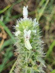Stachys ocymastrum