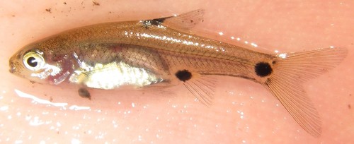 Enteromius haasianus