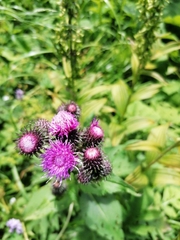 Carduus personata