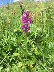 Dactylorhiza traunsteineri