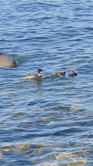 Mergus merganser