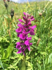 Dactylorhiza traunsteineri