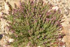Teucrium webbianum