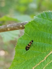 Nemophora associatella