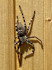 Eusparassus