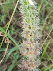 Stachys ocymastrum