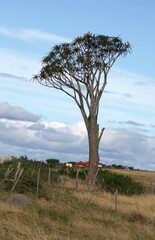 Aloidendron barberae