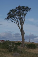 Aloidendron barberae