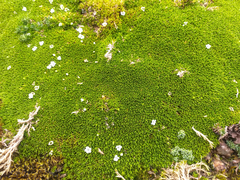 Arenaria dicranoides