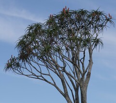Aloidendron barberae