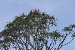 Aloidendron barberae
