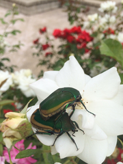 Cotinis mutabilis