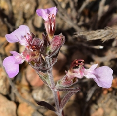Teucrium webbianum