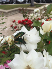 Cotinis mutabilis