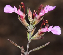 Teucrium webbianum