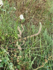 Stachys ocymastrum