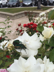 Cotinis mutabilis