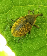 Larinus sturnus