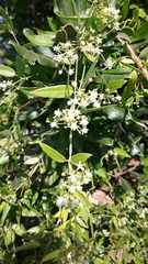 Cynanchum ellipticum