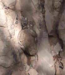 Sclerophrys mauritanica