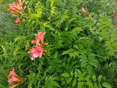 Campsis × tagliabuana