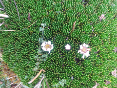 Werneria humilis