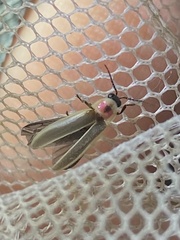 Photinus marginellus