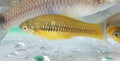 Xiphophorus variatus
