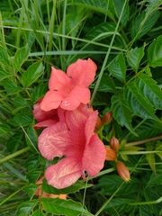 Campsis × tagliabuana