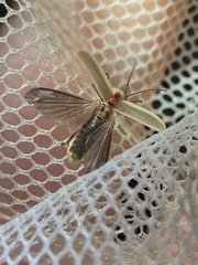 Photinus marginellus