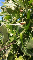 Cynanchum ellipticum