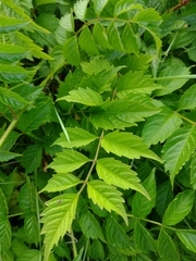 Campsis × tagliabuana