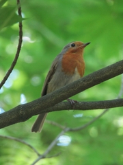 Erithacus rubecula