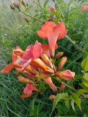Campsis × tagliabuana
