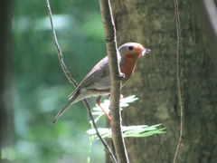 Erithacus rubecula