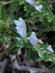 Scutellaria californica