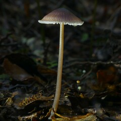 Mycena fuscovinacea