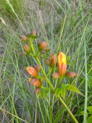 Campsis × tagliabuana