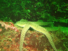 Stylasterias forreri