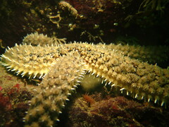 Stylasterias forreri