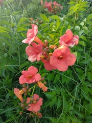 Campsis × tagliabuana
