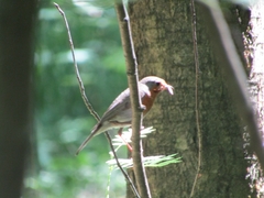 Erithacus rubecula