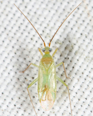 Blepharidopterus provancheri