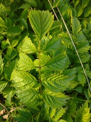 Campsis × tagliabuana