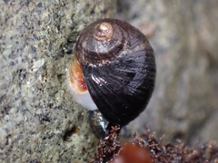 Nucella emarginata