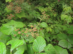 Neoitamus flavofemoratus