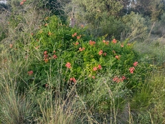 Campsis × tagliabuana